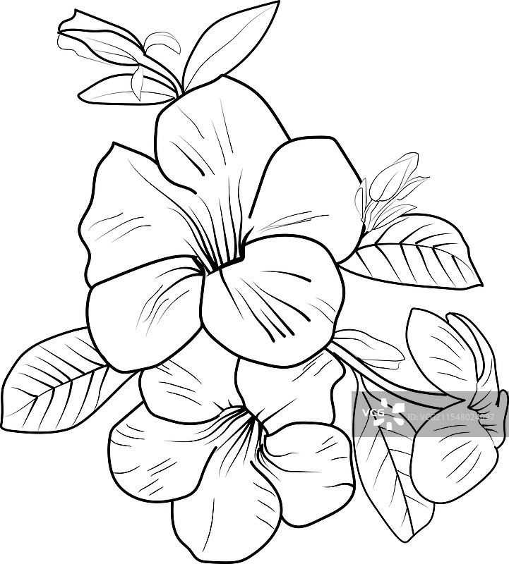 华丽轮廓的金钟花植物涂色页图片素材