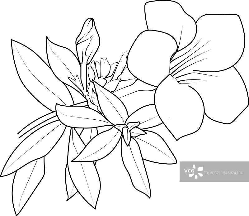 精致的金钟花纹身图片素材