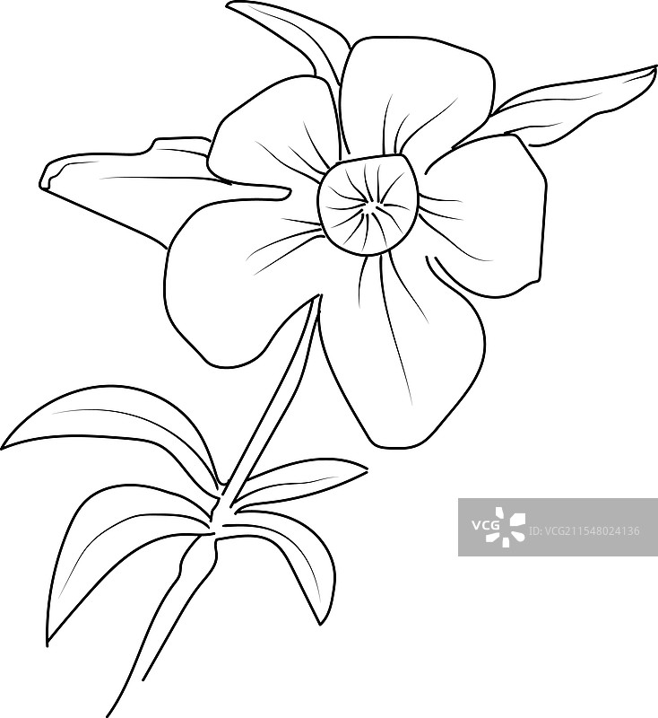 字体视图：Allamanda图片素材