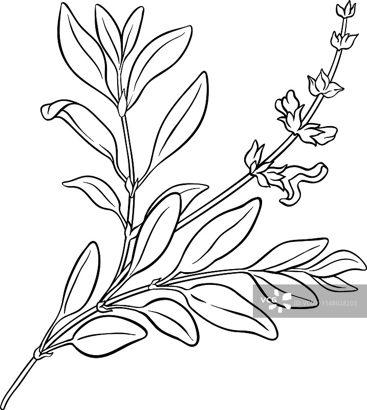 带花的鼠尾草植物轮廓图片素材