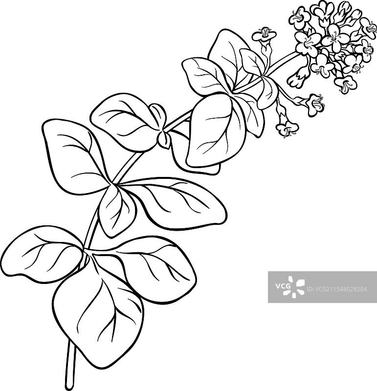 孤立的牛至枝条轮廓图片素材