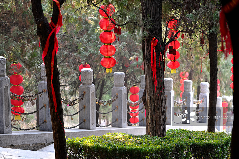 情人柏，大伾山风景区，河南省鹤壁市浚县图片素材