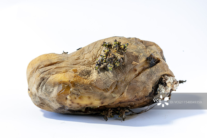 白色背景上腐烂发芽的土豆马铃薯图片素材
