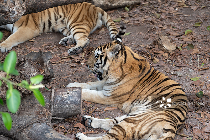 老虎在休息和玩耍图片素材