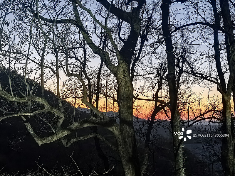 晚霞和树图片素材