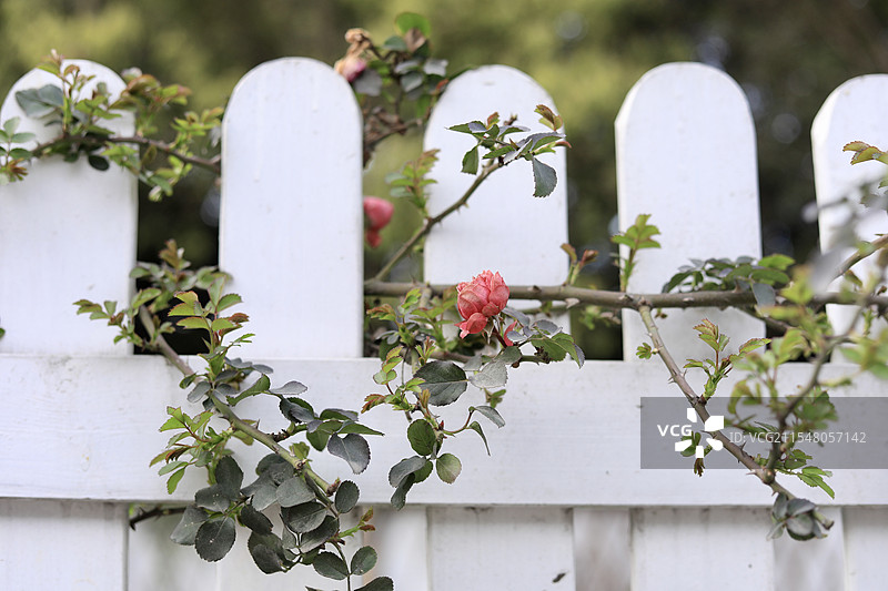白色篱笆上的红色月季花图片素材