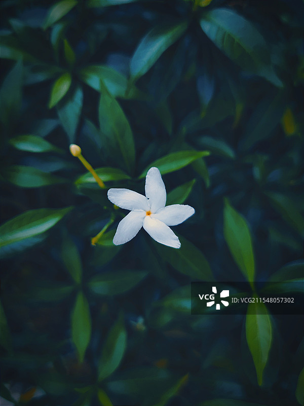 小白花图片素材