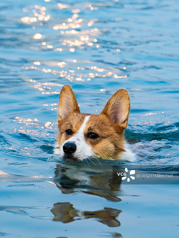 一直游到海水变蓝图片素材