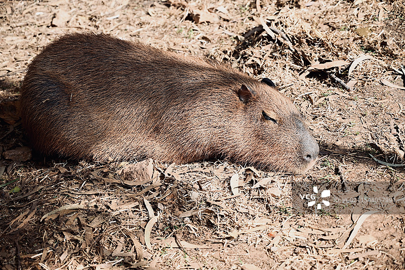 云南野生动物园里正在睡觉的水豚图片素材