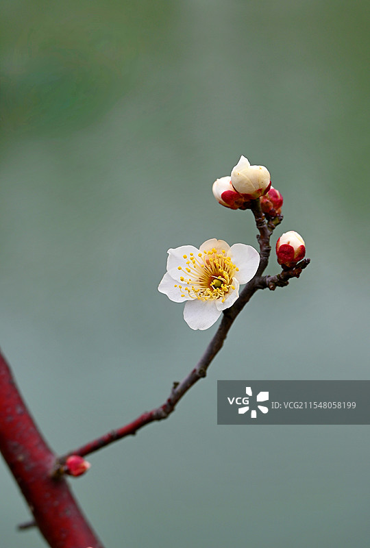 一支寒梅报春来图片素材