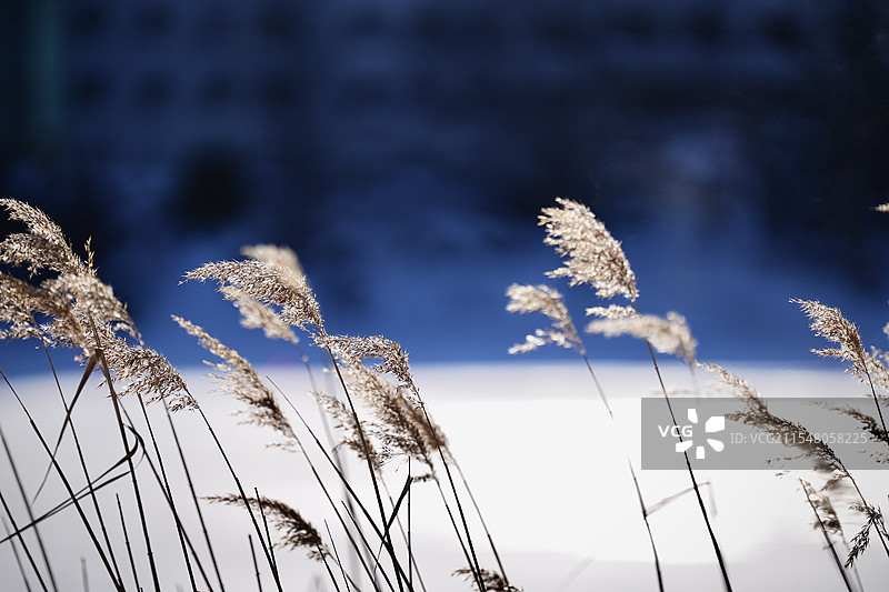 晴天北海道阿寒湖边雪地中的芦苇丛特写图片素材