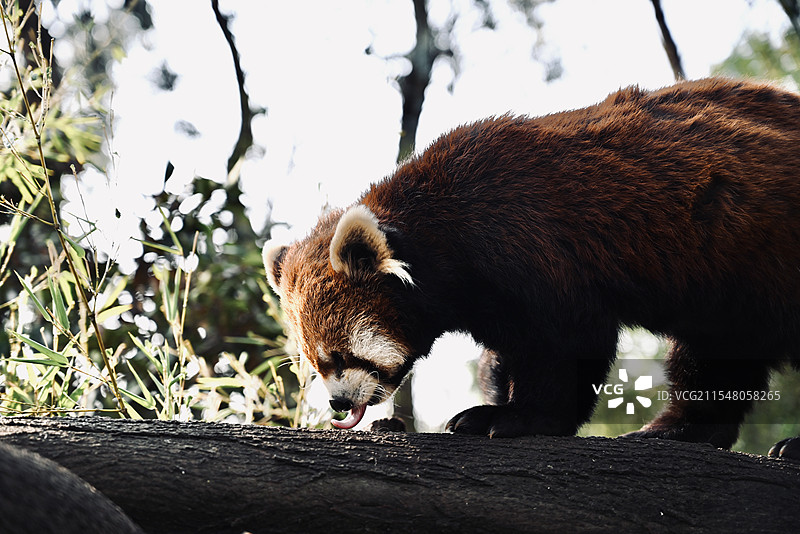 云南野生动物园里的小熊猫图片素材