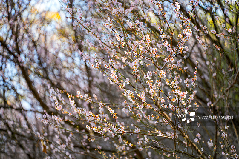 梅州客家公园梅花盛开图片素材