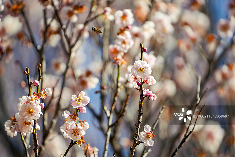 梅州客家公园梅花盛开图片素材