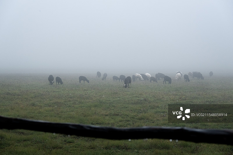 云杉坪的羊群图片素材