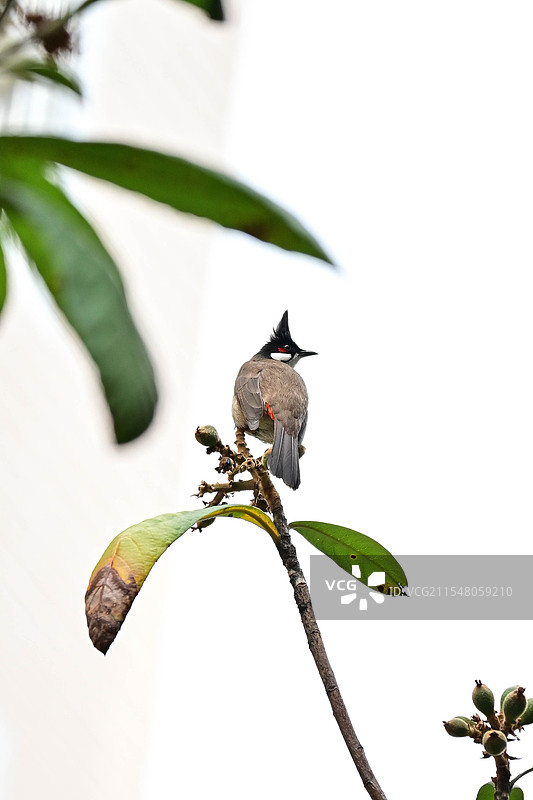 红耳鹎和枇杷树图片素材