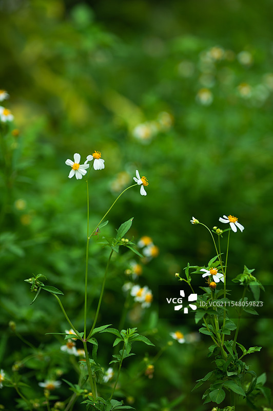 野外开花植物特写图片素材