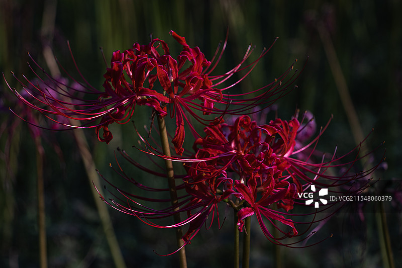 彼岸花图片素材