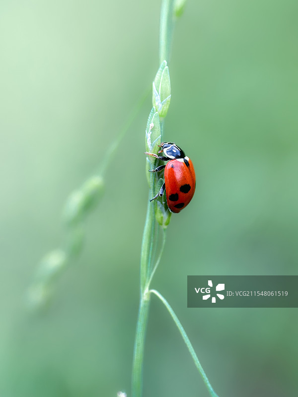 七星瓢虫图片素材