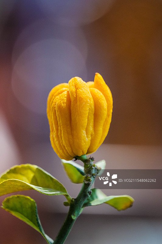 黄金佛手特写图片素材