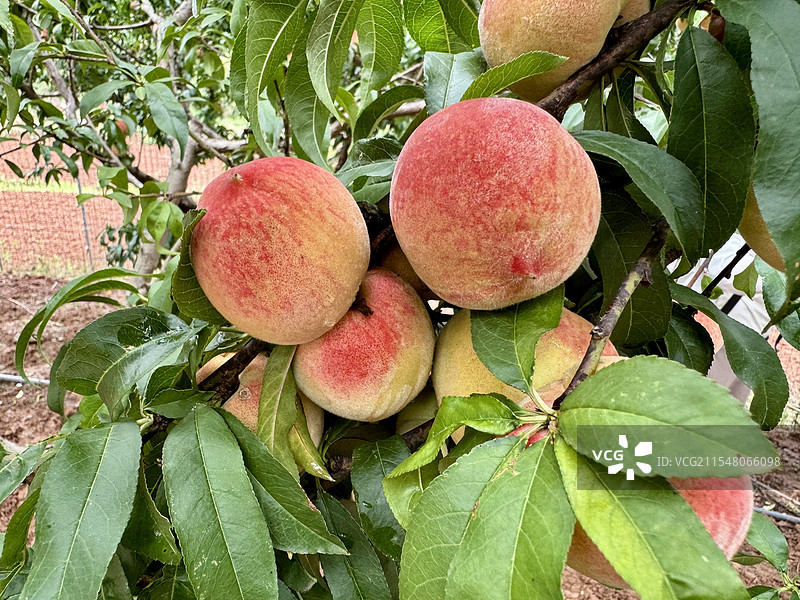 长在树上的水蜜桃图片素材