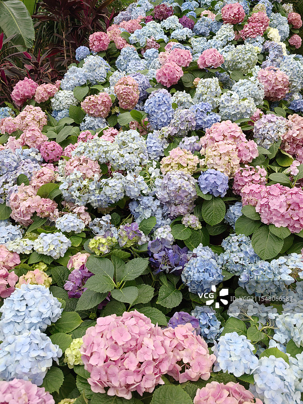 沈阳世博园植物园莫奈花园图片素材