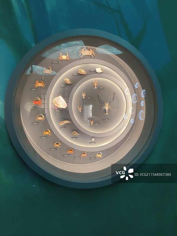 虾，蟹，贝集合图片素材