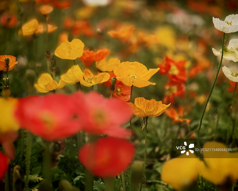虞美人的梦幻世界图片素材