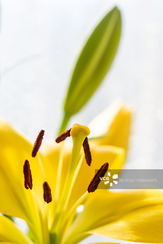 黄百合图片素材