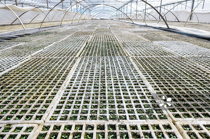 大棚育苖烟叶三叶一心阶段图片素材