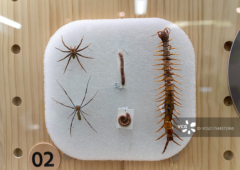 科技馆里面的昆虫标本镜头的正上方图片素材