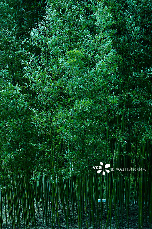 竹子图片素材