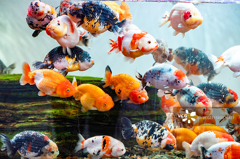 鱼缸里的金鱼图片素材