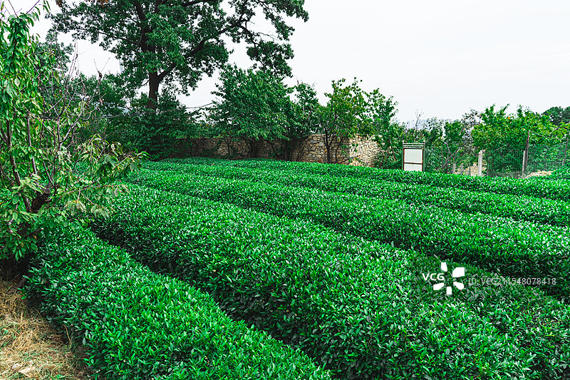 中国茶文化拍摄主题，茶园里一片绿色的茶树，前景聚焦绿色的茶叶，户外白昼无人图像摄影图片素材