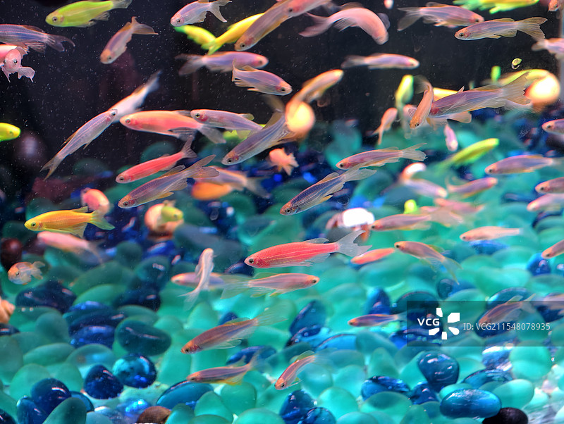 水族馆五颜六色的斑马鱼图片素材