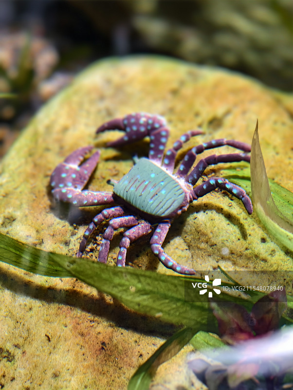 水族馆颜色鲜艳的螃蟹图片素材