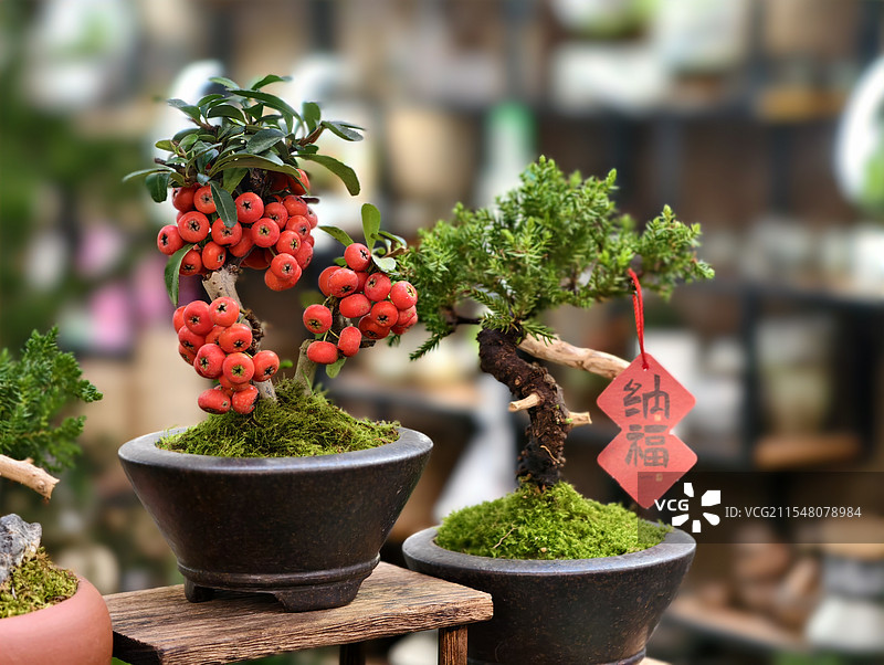 过年期间喜气盈盈的盆景植物图片素材