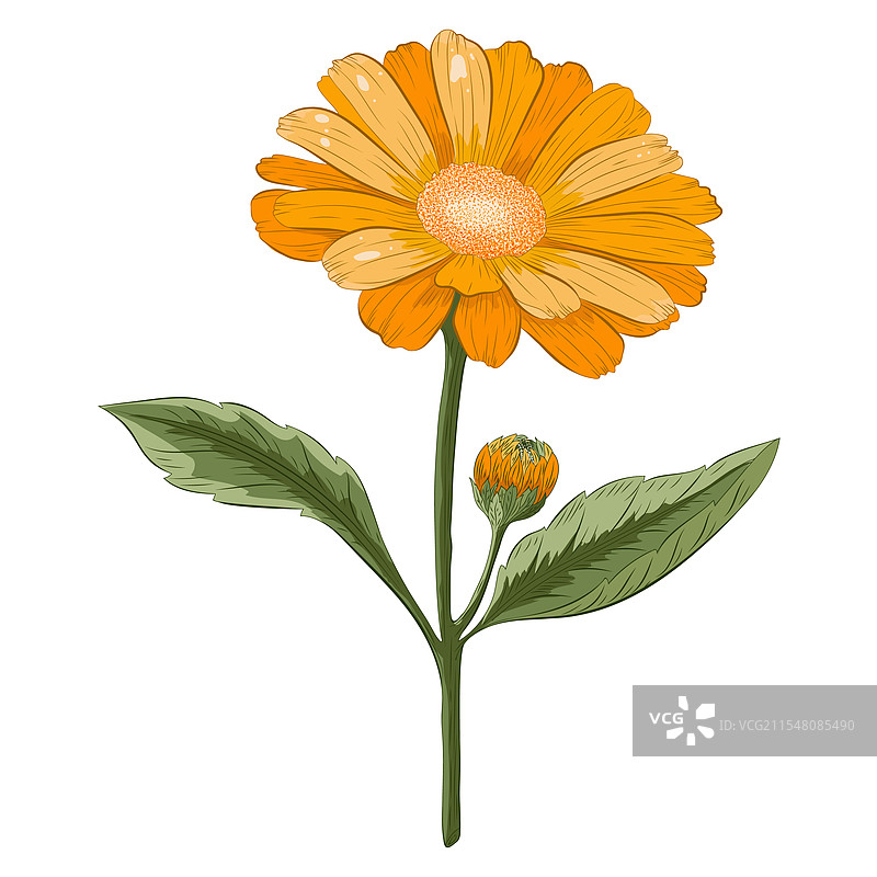 彩色详细的金盏花植物图片素材