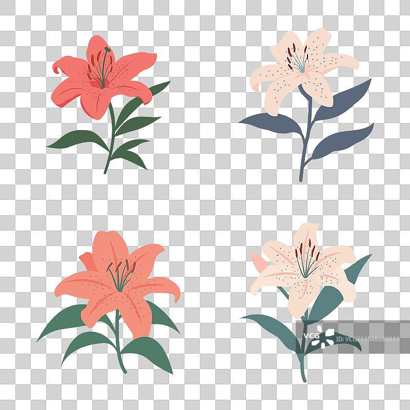 美丽百合的新鲜自然花卉合集图片素材