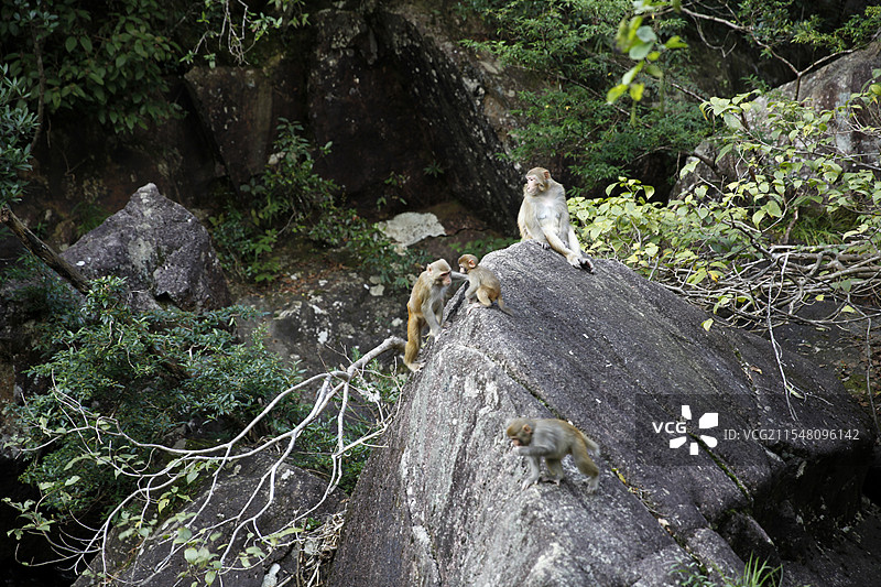 广西贺州市姑婆山的猴子图片素材