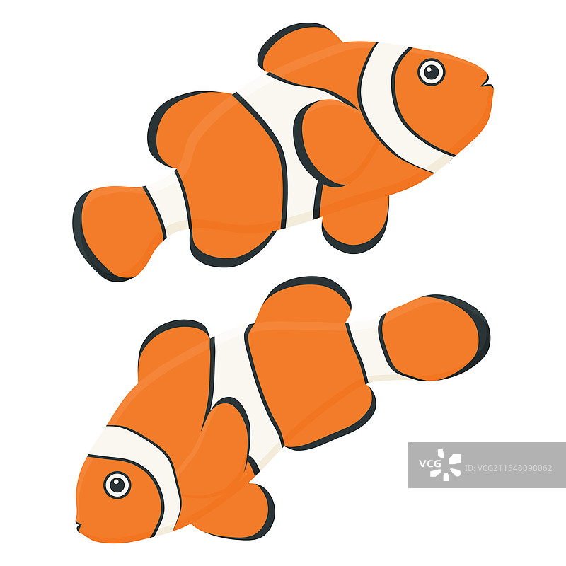 海底的野生小丑鱼图片素材