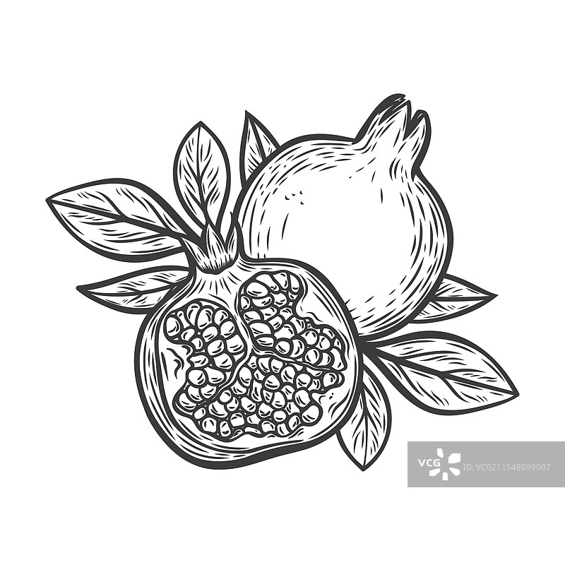 石榴果实与叶子的线条画图片素材