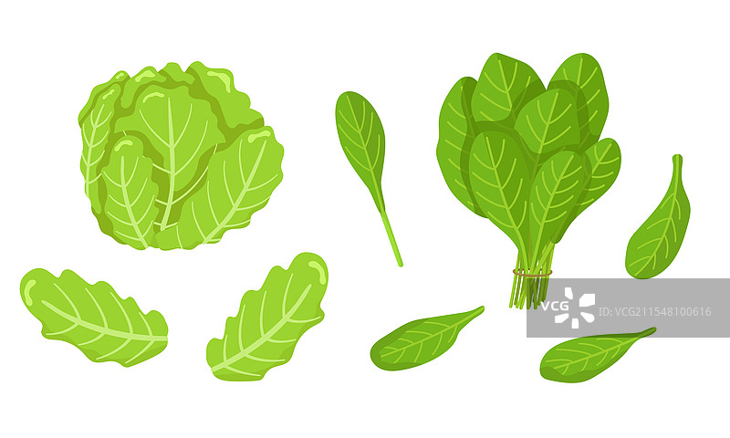 一组独立的菠菜和冰山生菜图片素材