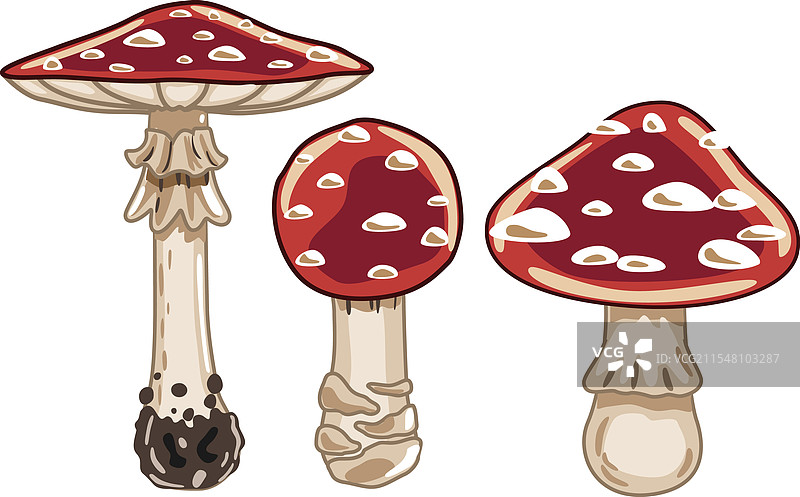 卡通毒蝇伞蘑菇的集合图片素材