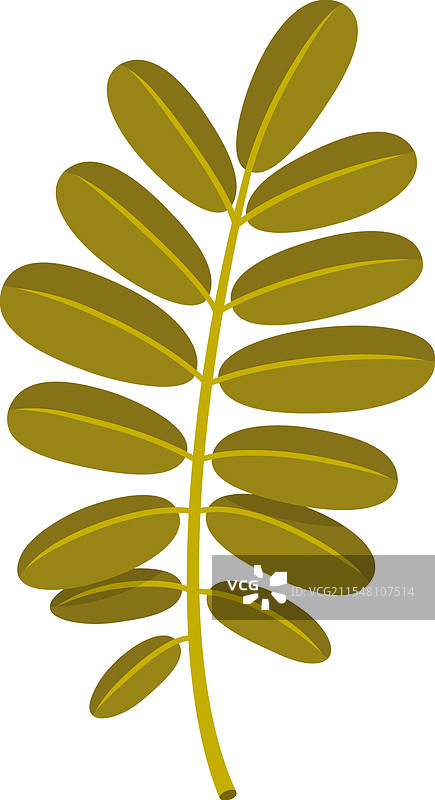 孤立在白色背景上的秋季相思树叶图片素材