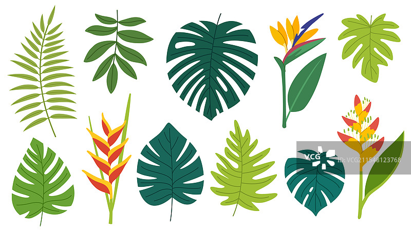 热带叶子和花卉的集合图片素材