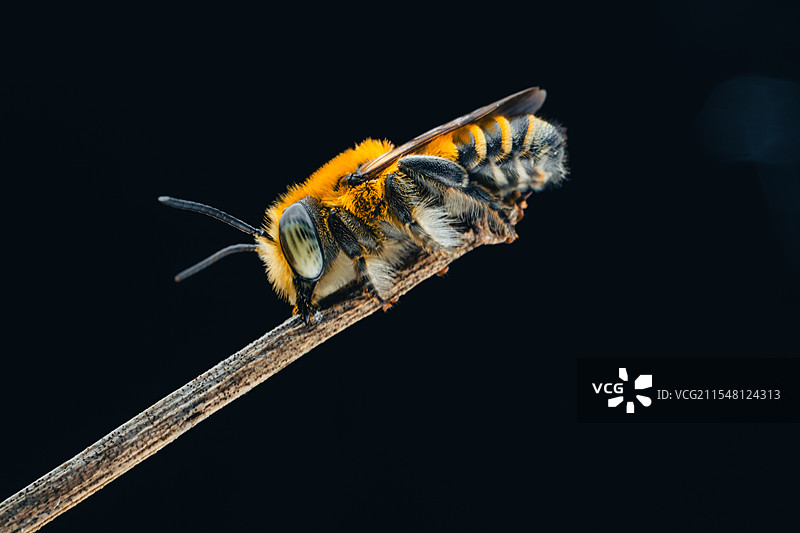 切叶蜂图片素材