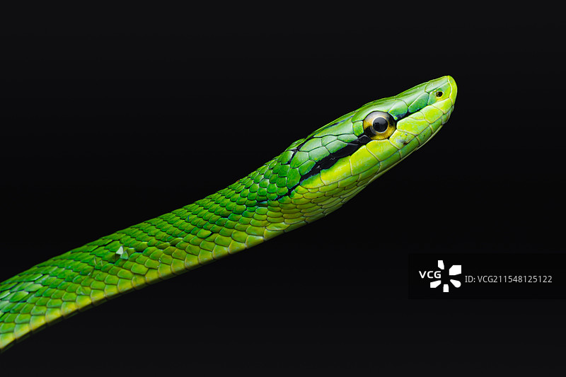 灰腹绿锦蛇图片素材