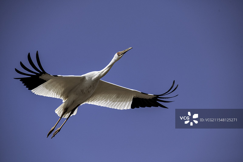 飞翔的白鹤特写图片素材