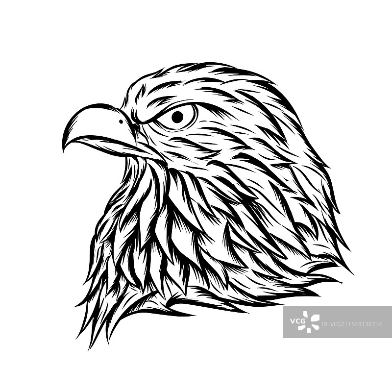 鹰的头部图片素材